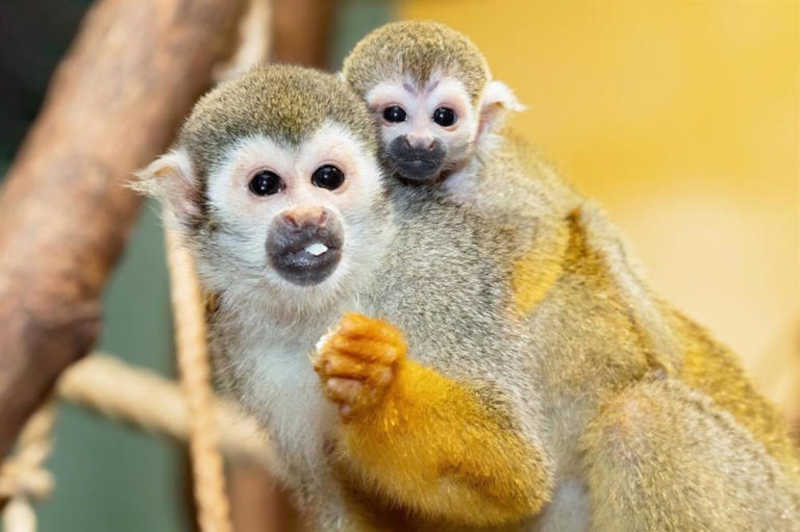 Projecto científico colombiano investigado para experiências em 127 macacos-esquilo