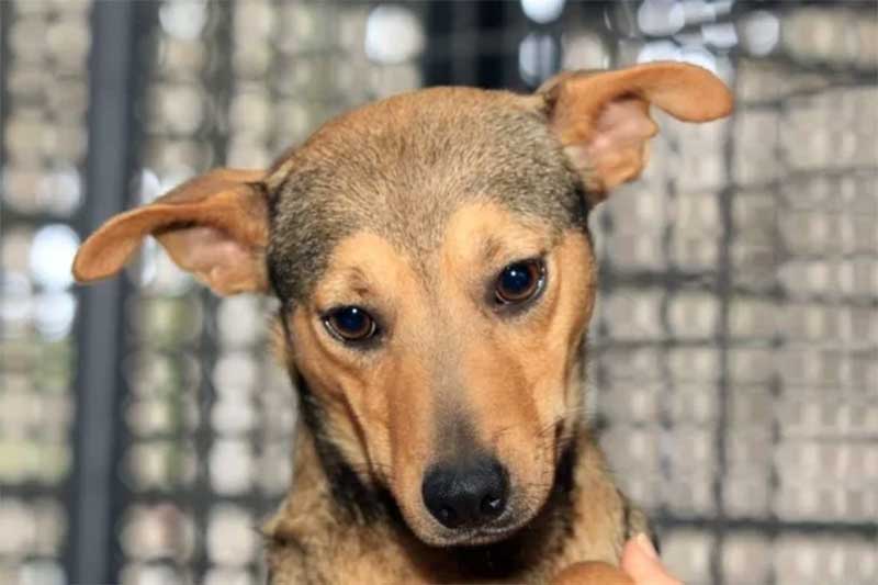 Mais de 400 cães e gatos estão disponíveis para adoção em abrigos e na Zoonoses de Brasília, DF
