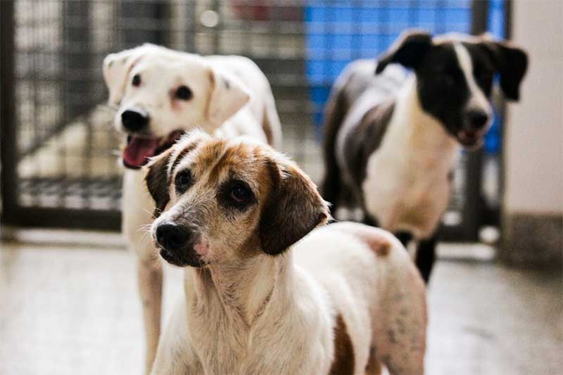 Nova regra propõe a inclusão de animais de rua em programa de castração no DF