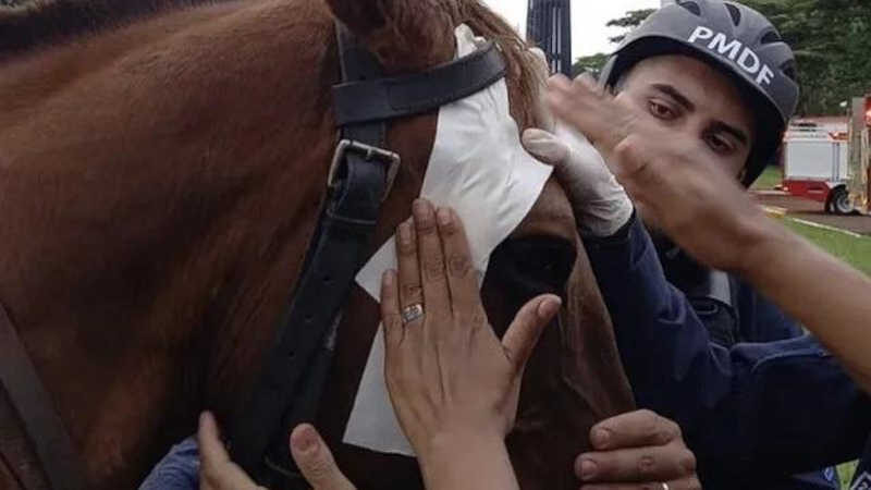 Cavalo da PM que foi agredido por golpistas em Brasília passa bem. Foto: Reprodução/Twitter