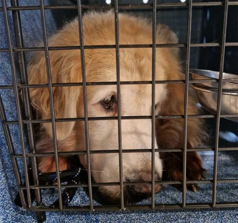 Brasileiro diz que foi impedido de voar com cachorro após empresa aérea espanhola pedir passaporte europeu do animal: ‘Só quero ele comigo’