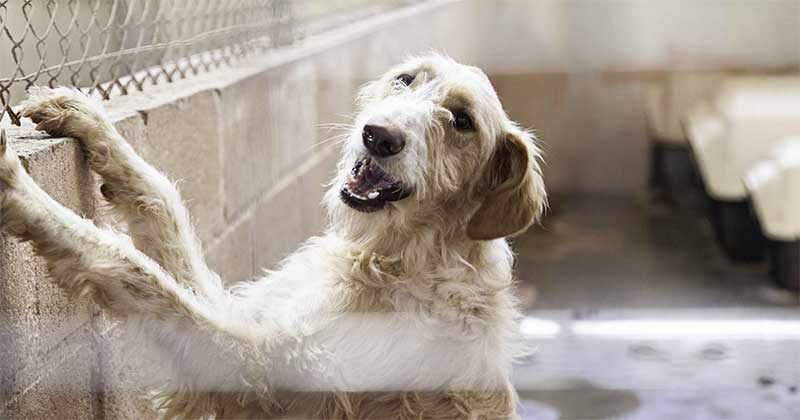 Vergonhoso! Governo espanhol quer excluir cães de caça da lei que reforça direitos dos animais