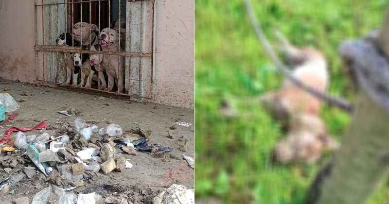 Cão é encontrado morto e outros 10 da raça american bully são resgatados de canil no ES