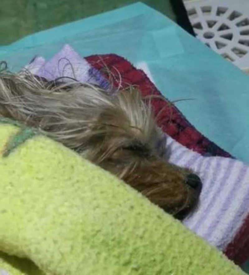 Morre cachorrinha resgatada após ser enterrada viva na Serra, ES