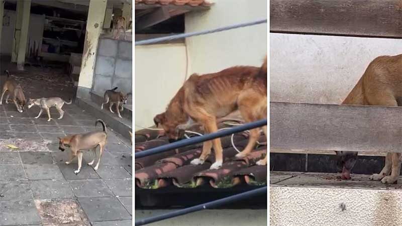 Moradores denunciam abandono e maus-tratos a animais em casa de Vitória