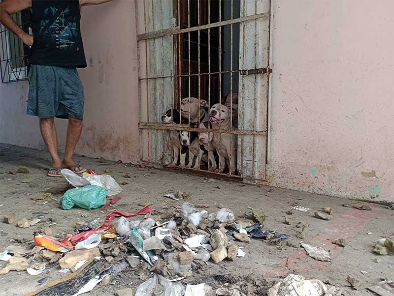 Criador suspeito de maus-tratos a cães preso em Fundão (ES) é liberado sem fiança