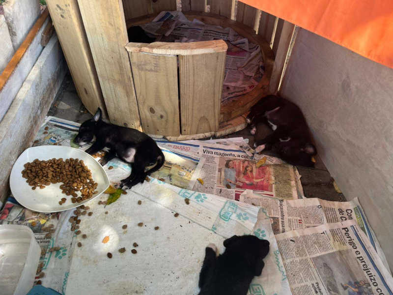 Cadela e 7 filhotes são abandonados em praça na Mata da Praia, em Vitória, ES