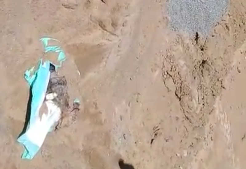 Cachorra enterrada viva é resgatada na Rotatória do Ó, na Serra, ES