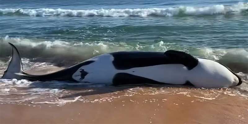 Orca pesando quase 3 toneladas morre após encalhar em praia da Flórida, nos EUA