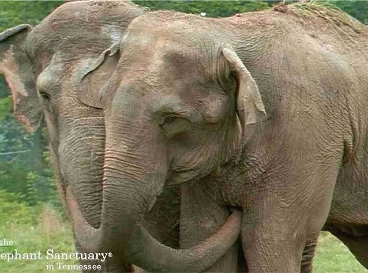 The Elephant Sanctuary in Tennessee/Facebook