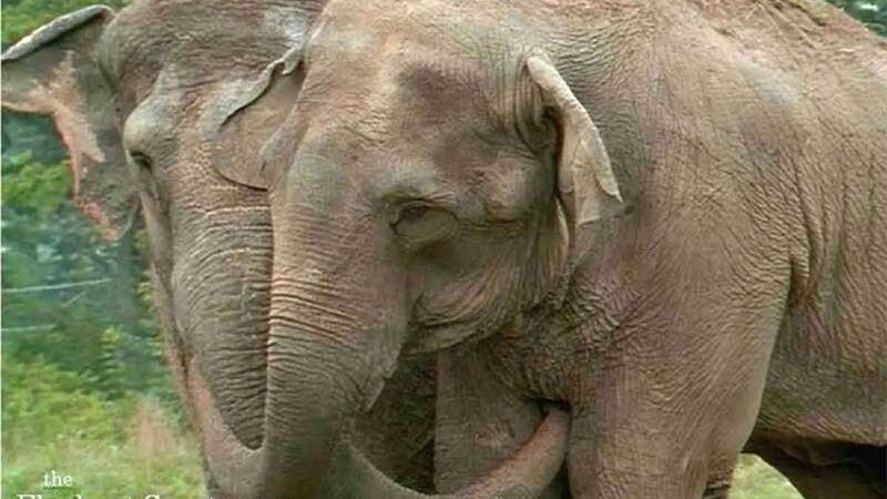 The Elephant Sanctuary in Tennessee/Facebook