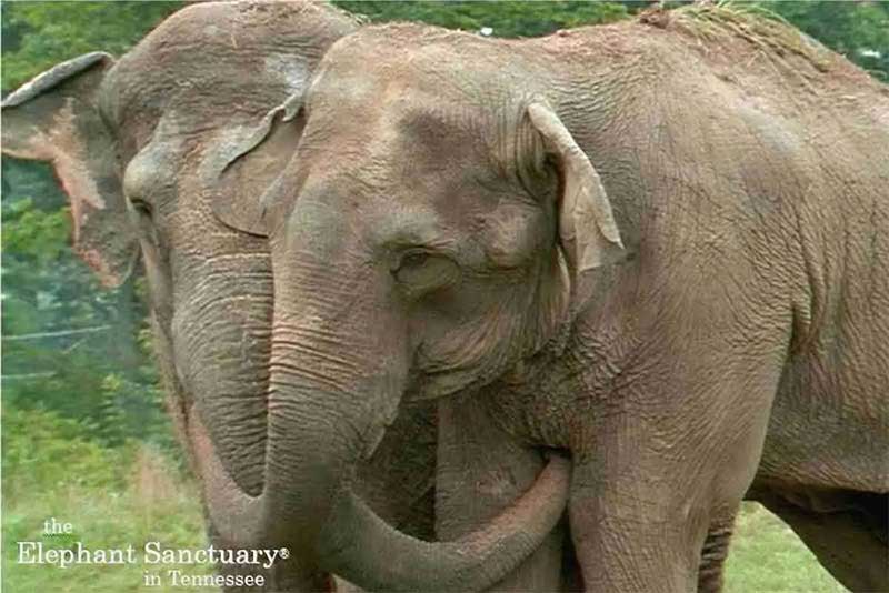 Depois de quase 25 anos, duas elefantas resgatadas do mesmo circo se reencontram e… se reconhecem!
