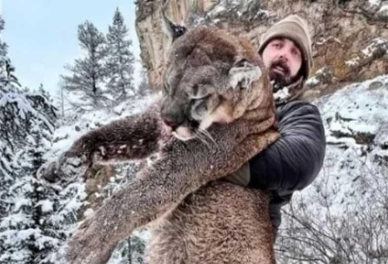 Ex-jogador de futebol americano mata leão da montanha em caçada nos EUA
