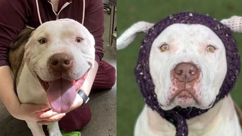 Willy antes e depois de suas orelhas de crochê. Imagem: Reprodução/Sacramento SPCA