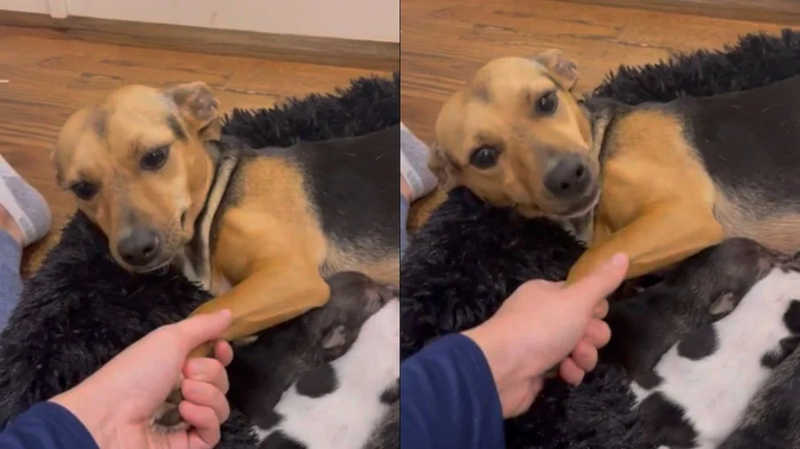 Mãe cadela resgatada ama que segurem sua pata enquanto amamenta