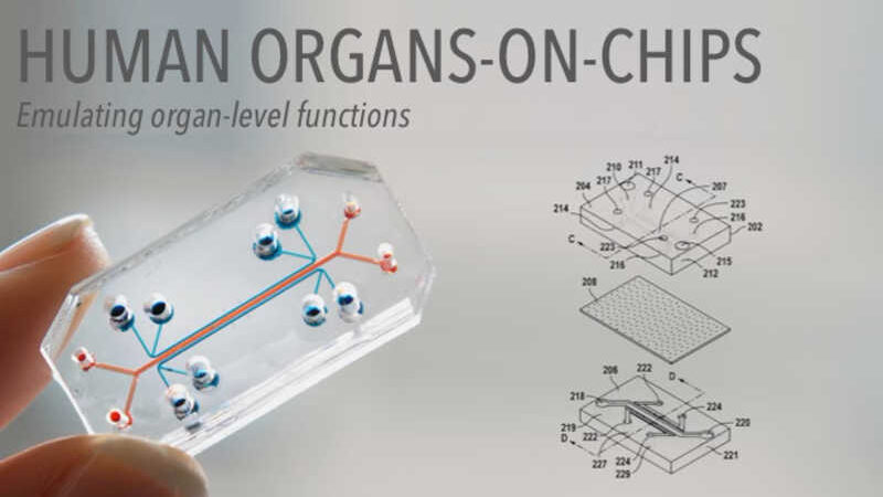 Chip simula funcionamento de órgão humano | Foto: Reprodução