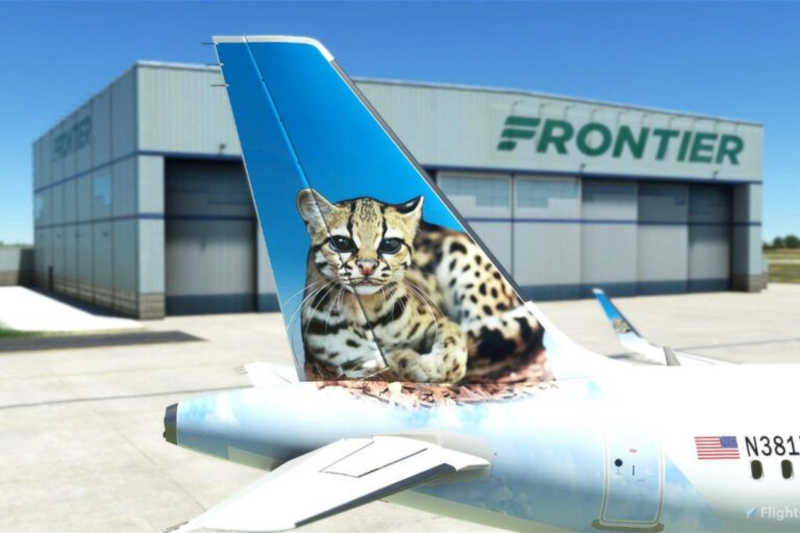 Empresa aérea surpreende e dá passagens para quem adotar gatos