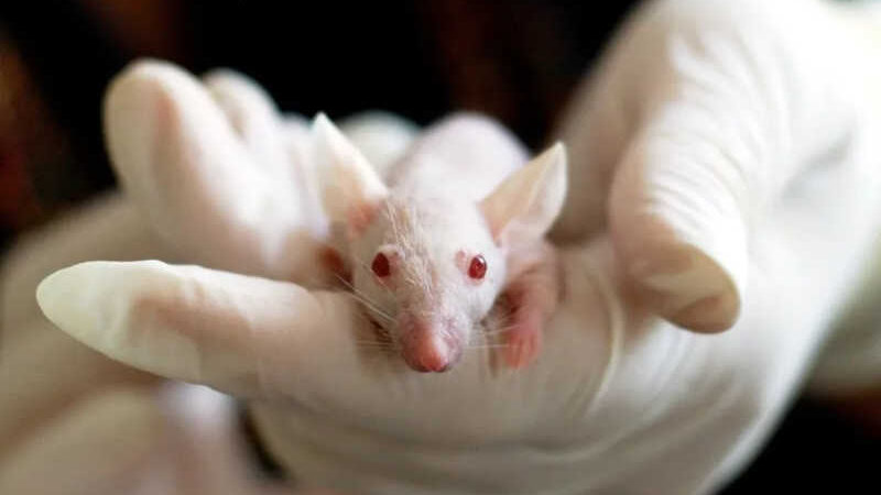 Testes de animais não serão mais necessários antes de testes clínicos em humanos nos EUA. Foto: Pixabay