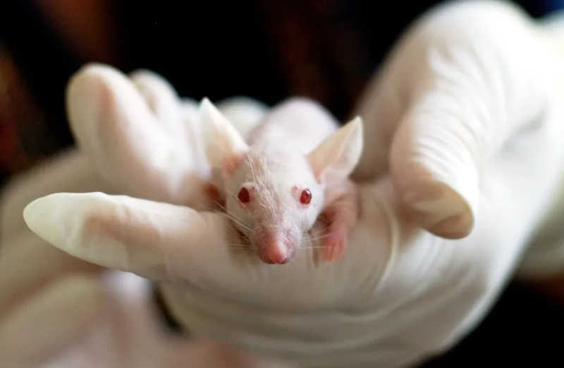 Medicações não precisam mais ser testadas em animais antes de humanos nos EUA