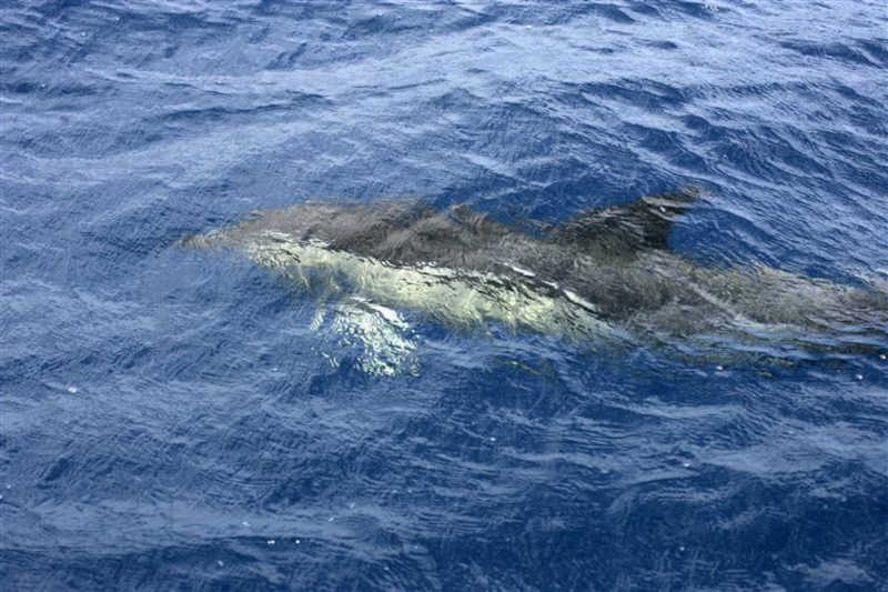 Baleia bebé e vários golfinhos encontrados mortos na costa da Galiza