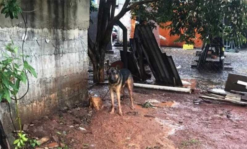 Homem é preso suspeito de manter cães em situação de maus-tratos em Bom Jardim de Goiás
