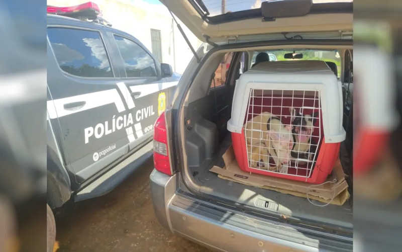 Animais foram encaminhados para um centro veterinário. — Foto: Divulgação/PC