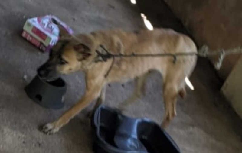 Polícia Militar prende suspeito por crime de maus-tratos contra cadelas em Pires do Rio, GO