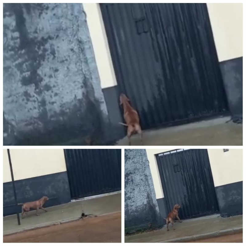 Cão que morava na unidade prisional foi colocado na rua e na chuva por diversas horas
