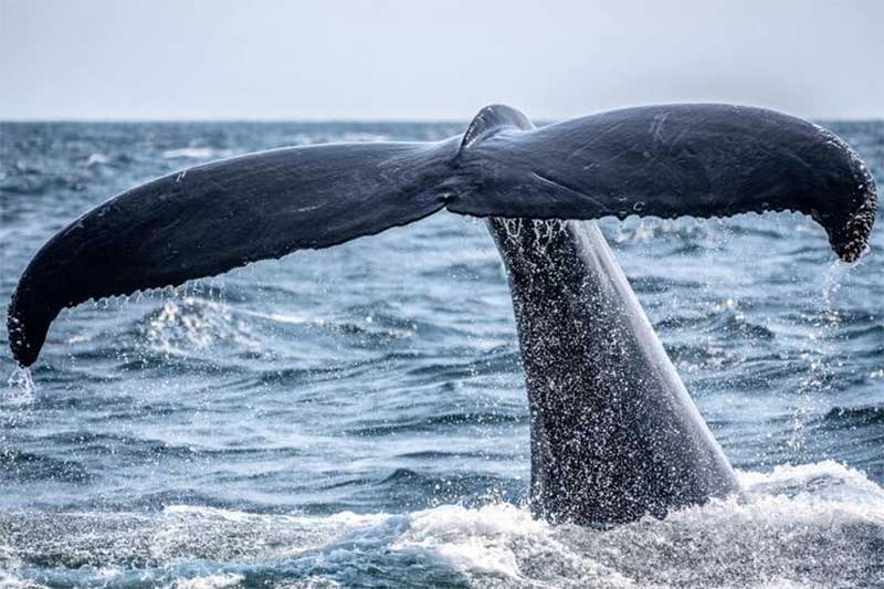 Alterações climáticas ameaçam mais as baleias do Ártico do que os ursos polares