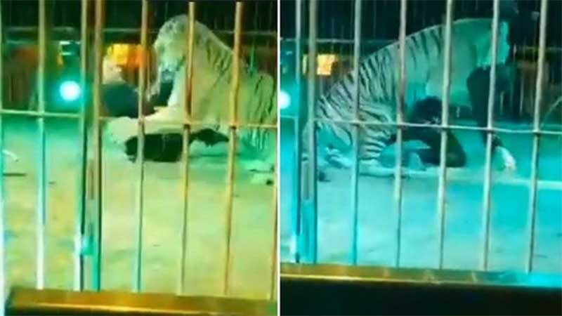 Ivan Orfei é atacado por tigre em circo na Itália Foto: Reprodução/Twitter