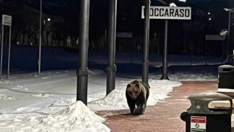 Urso ‘problemático’ que se tornou ‘celebridade’ na Itália morre atropelado