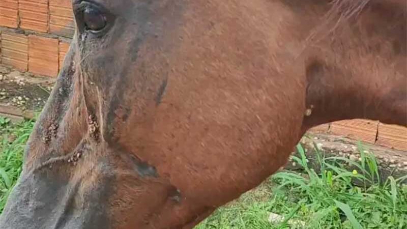 Cavalo é encontrado em situação de maus-tratos no Conjunto Vitória, em Imperatriz, MA