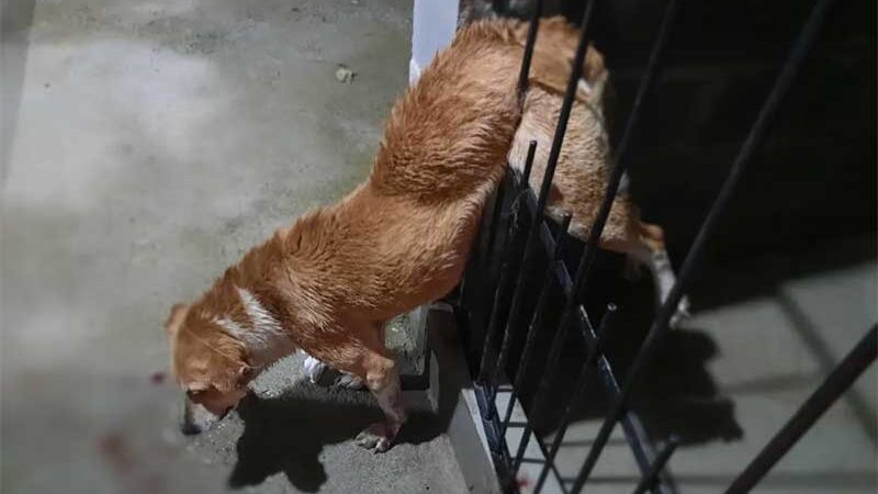 Animal ficou preso no portão do próprio canil e teve o abdome perfurado em Barbacena — Foto: Corpo de Bombeiros/Divulgação