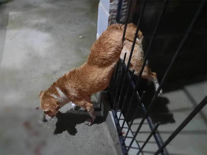 Cachorro tem barriga perfurada em portão ao se assustar com trovões em Barbacena, MG