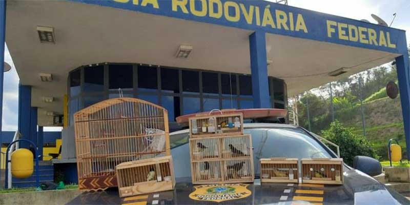 Motorista é preso pela PRF com 10 pássaros da fauna silvestre em Betim, MG