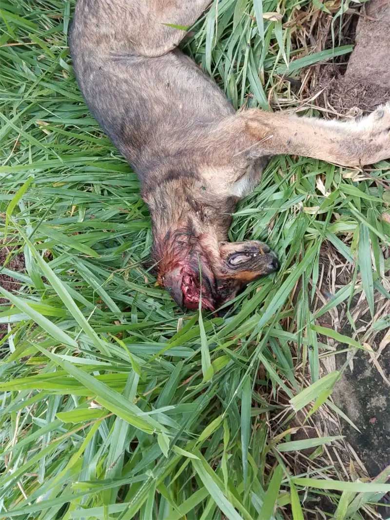 Cão é morto com tiro na cabeça em Carandaí, MG
