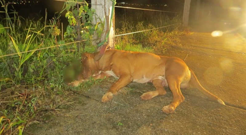 Cão pitbull é morto a tiros e abandonado preso a cerca, em Carmo do Paranaíba, MG