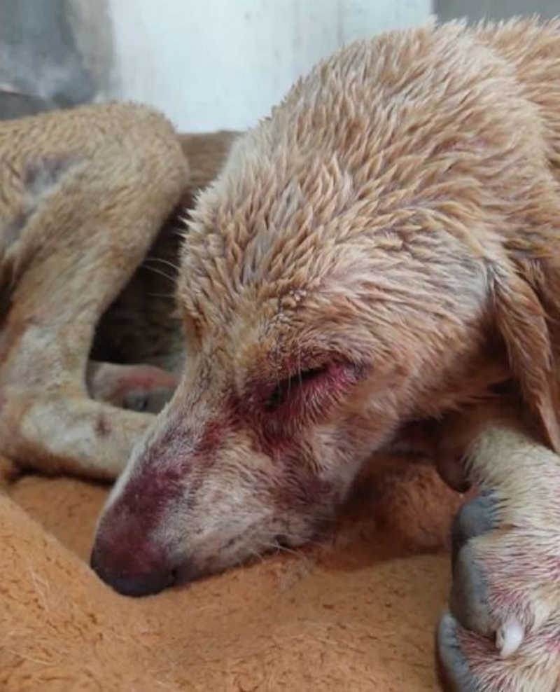 ONGs denunciam tortura contra cadela comunitária