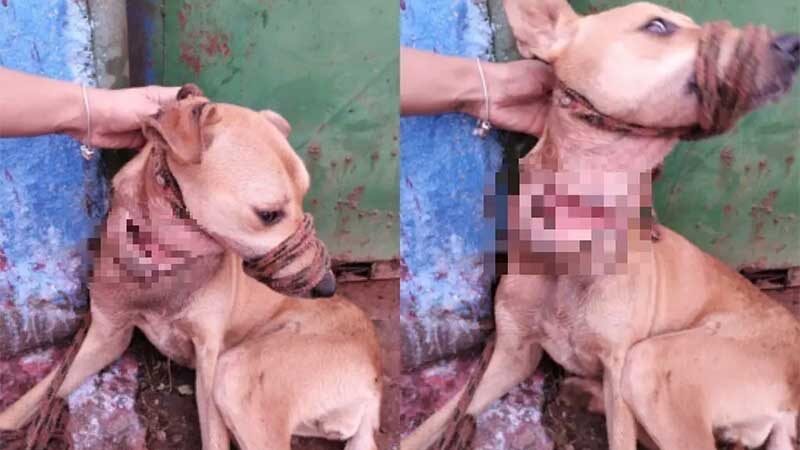 Cachorra vítima de maus-tratos foi resgatada na cidade de Delta (Fotos/Divulgação)