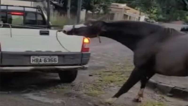 Imagens fortes: cavalo sofre maus-tratos no bairro São Roque, em Divinópolis, MG