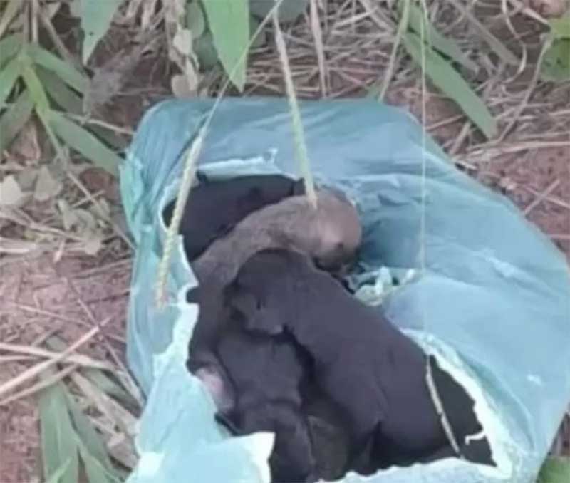 Filhotes de cachorros são abandonados dentro de sacola plástica em um matagal de Formiga, MG