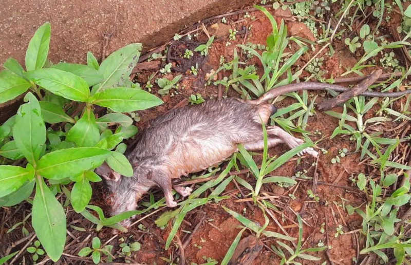 Rato morto foi encontrado em local onde cão vivia, segundo a polícia — Foto: PMMA/Divulgação