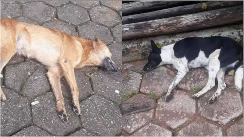 Moradores se chocam com cães e gatos mortos em cidade mineira; Polícia Civil investiga