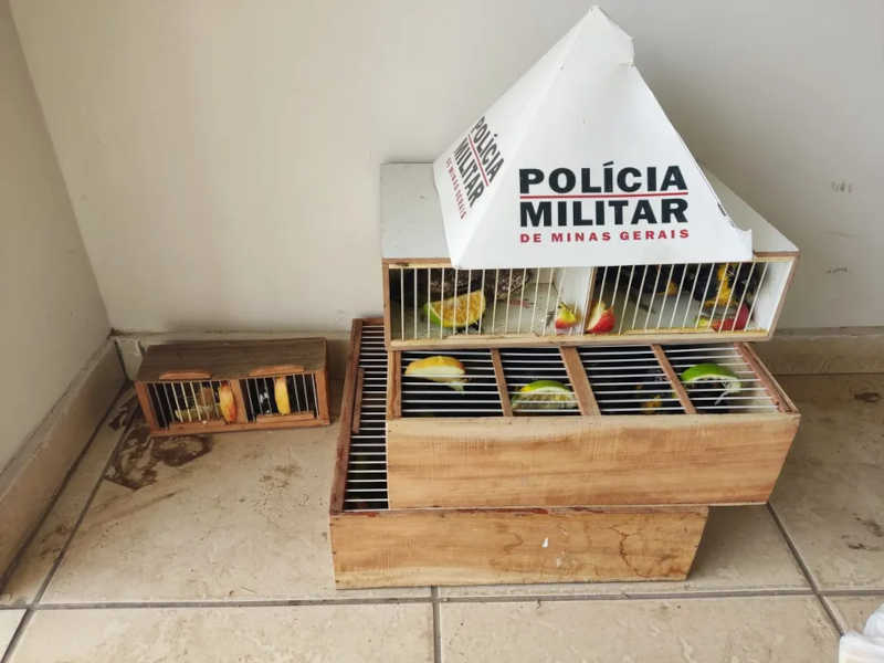 Polícia Militar de Meio Ambiente apreende 32 pássaros da fauna silvestre que eram transportados em carro na MGC-122
