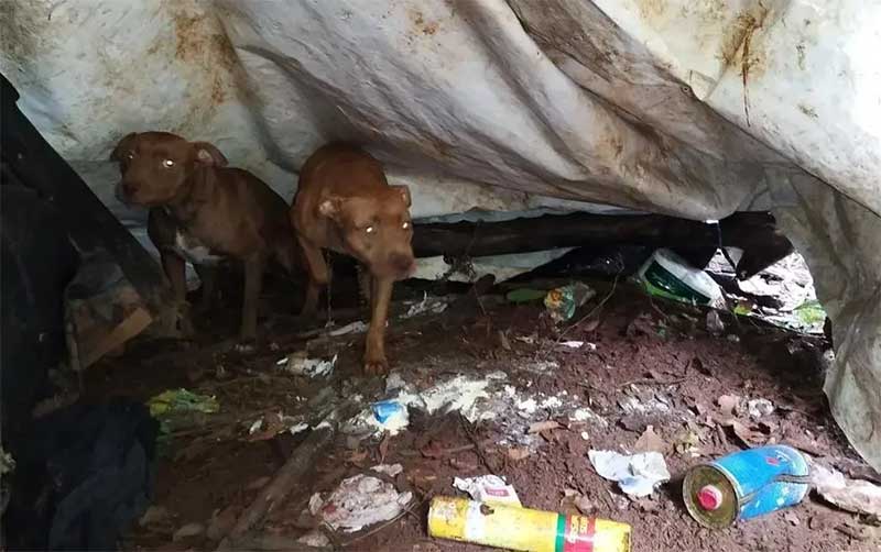 Após ataque a pedestres, pit bulls são encontrados em situação de abandono em Nova Ponte, MG