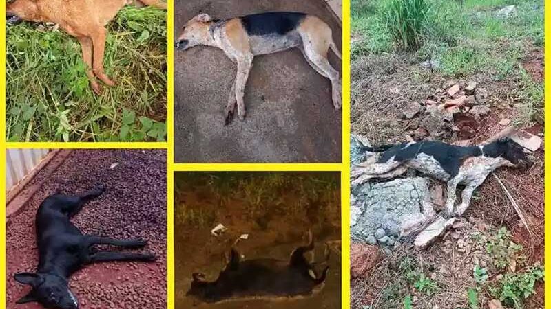Animais mortos envenenados no Jardim Diamantina, em São Sebastião do Paraíso. (foto: Acervo pessoal)