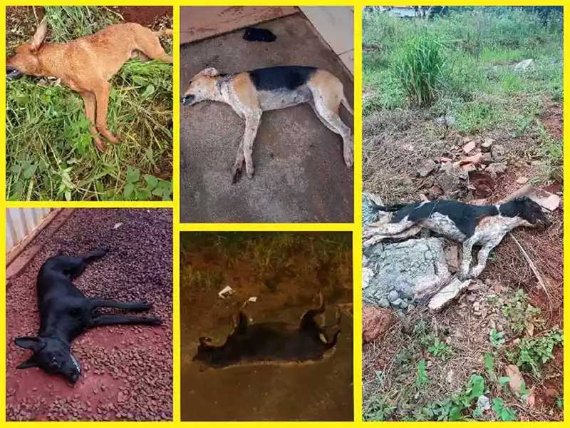 Polícia Civil abre inquérito para investigar matança de cães no sudoeste de MG