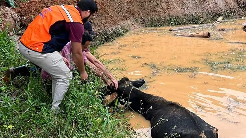 Vaca é resgatada de lama após sítio ser soterrado em Senador José Bento — Foto: Defesa Civil