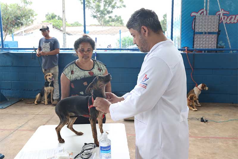 Prefeitura completa 4,3 mil esterilizações e microchipagens gratuitas em cães e gatos em Uberlândia, MG