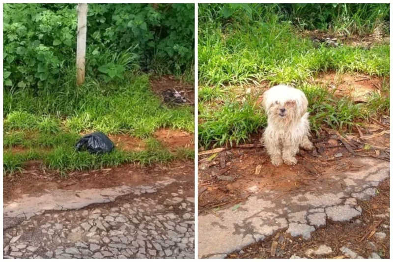 Cachorrinha morre após ser abandonada por tutora em saco de lixo em Contagem, MG